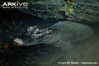Illustration for article titled Sunday Crocodilian - Alligator sinensis Edition